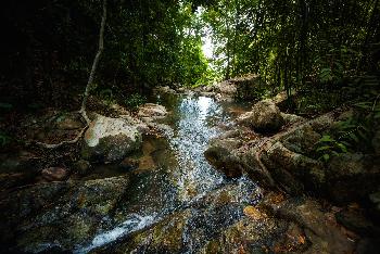Koh Phangans aufregende Natur - Bild 5 - mit freundlicher Genehmigung von Depositphotos 