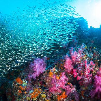 Quietschbunte Korallen am Richelieu Rock - Bild 1