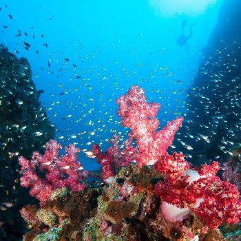 Quietschbunte Korallen am Richelieu Rock - Bild 2