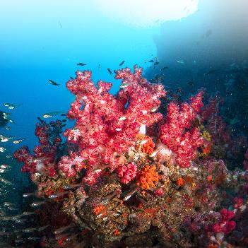 Quietschbunte Korallen am Richelieu Rock - Bild 3