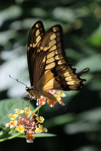 Schmetterlinge im Panee Garden - Bild 1