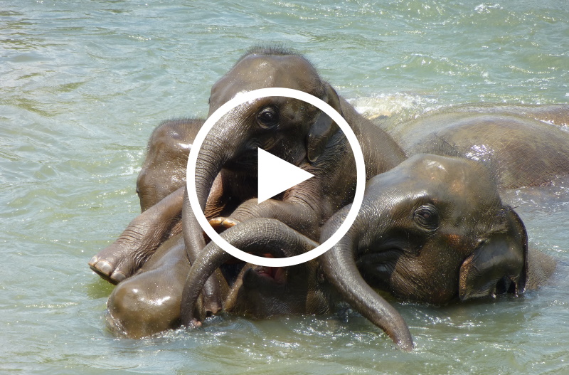 Verrckt nach Meer - Die Elefanten von Thailand