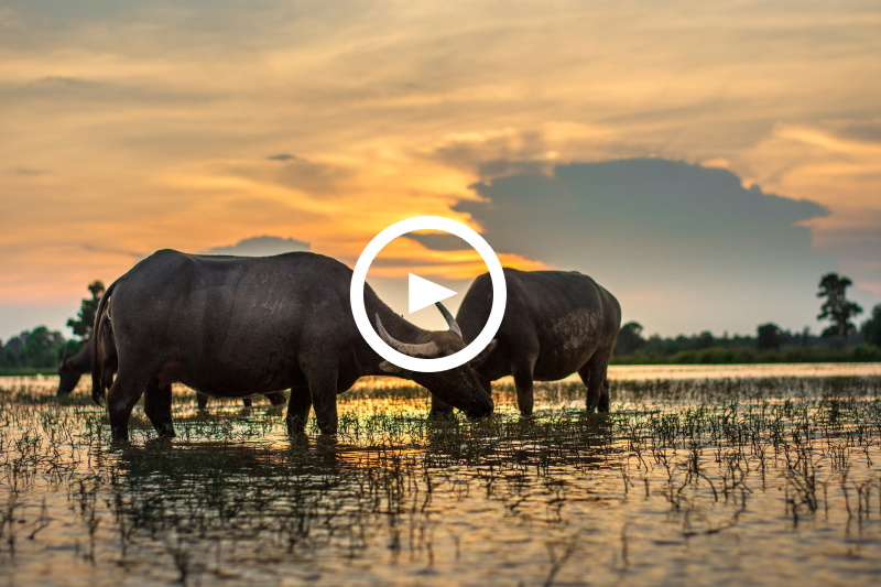 Faszination Erde: Thailand - Der Wildnis zu nah?