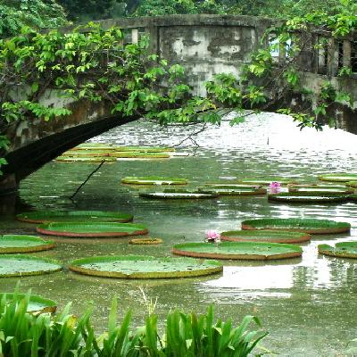 Parks + Oasen - Wunderschne Natur und Grten mitten in Bangkok