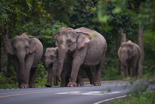 10 Jahre Haft fr das Anfahren eines Elefanten - Reisenews Thailand - Bild 1