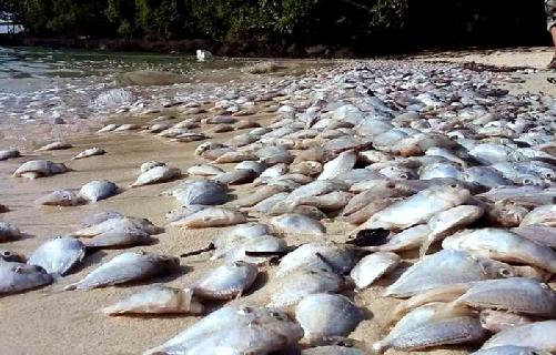 Bild 8 Tonnen tote Fische an den Bang Saen Beach gesplt