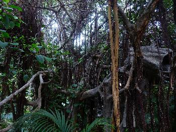 Bild Ausgesetzt im Dschungel - Doi Inthanon
