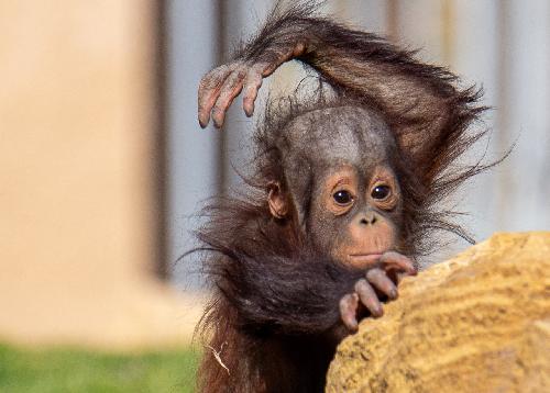 Bild Baby-Affen: Das Leid hinter den sen Bildern