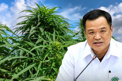 Cannabis-Kreisverkehr: Land fährt Schlaufen im grünen Nebel - Anutin und das grüne Déjà-vu - Cannabis frei, verboten, halb erlaubt – und wieder von vorn Bild Cannabis-Kreisverkehr: Land fährt Schlaufen im grünen Nebel