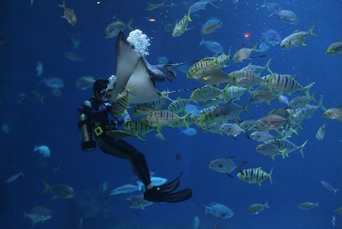 Chiang Mai Zoo Aquarium erstrahlt mit lngstem Unterwassertunnel in neuem Glanz - Reisenews Thailand - Bild 1