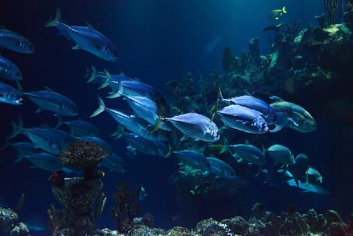 Chiang Mai Zoo Aquarium erstrahlt mit lngstem Unterwassertunnel in neuem Glanz - Reisenews Thailand - Bild 2