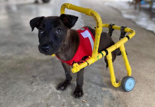 Die Retter der Hunde - Dog Rescue Thailand - Thailand Blog - Bild 1