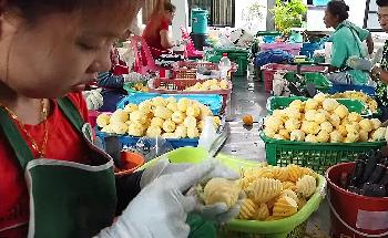 Bild Die thailndische Baby-Ananas