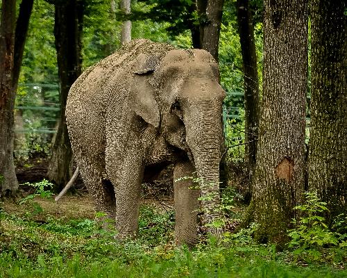 Elefant der einen thailndischen Rentner ttete wurde eingefangen - Reisenews Thailand - Bild 1