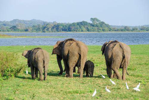 Elefanten bekommen eine Mitfahrgelegenheit - Thailand Blog - Bild 2