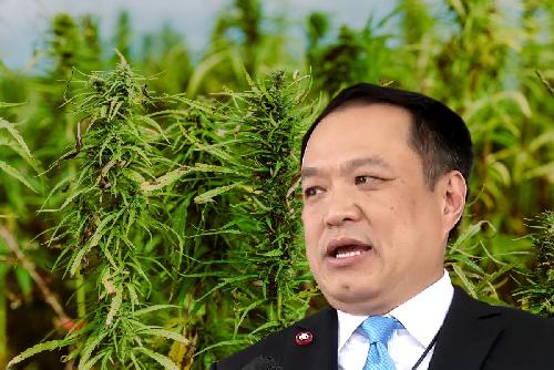 Gesundheitsminister rudert zurck - erneutes Cannabis-Verbot wahrscheinlich - Reisenews Thailand - Bild 1