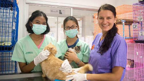 Impfung und Kastration von Strassenhunden - Thailand Blog - Bild 1