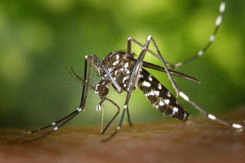 Bild Kampf gegen Dengue: Mehr als 120 Todesflle in diesem Jahr