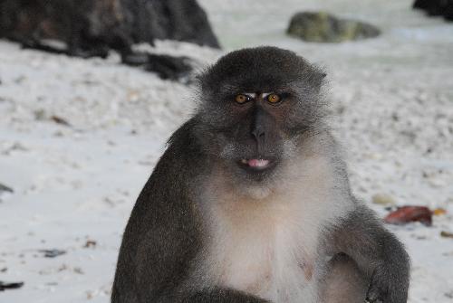 Keine Affenpocken in Hua Hin - Reisenews Thailand - Bild 1