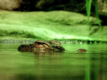 Krokodil an Phukets Strnden
