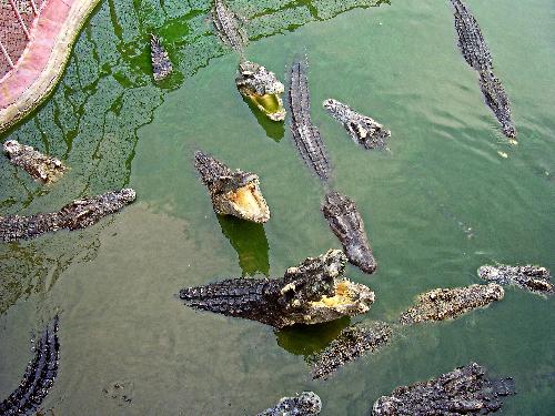 ber 40 Krokodile entflohen