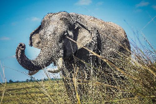 Mann von wildem Elefanten vor seinem Haus aufgespiet - Reisenews Thailand - Bild 1