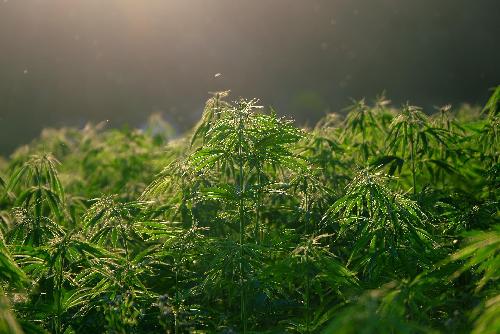 Bild Paradiesische Zeiten fr Cannabis-Klein- und Hobbyfarmer 