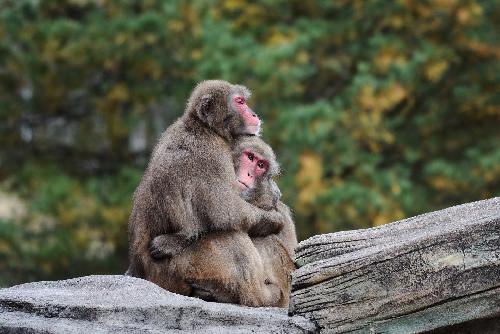 Rpelhafte Affen von Phuket zwangsumgesiedelt - Reisenews Thailand - Bild 1