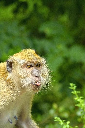 Simian Park - Neues Habitat fr streunende Affen - Reisenews Thailand - Bild 2