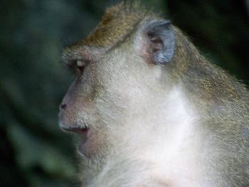 Bild Simian Park - Neues Habitat fr streunende Affen