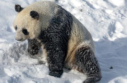 Panda im Schnee - Picture CC by Ninara - https://www.flickr.com/people/37583176@N00