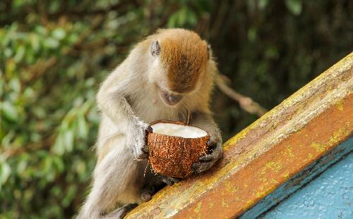 Thailand: Affen als Nutztiere? - Reportagen & Dokus - Bild 1