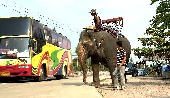 Bild Thailands Elefanten, raus aus der Stadt!
