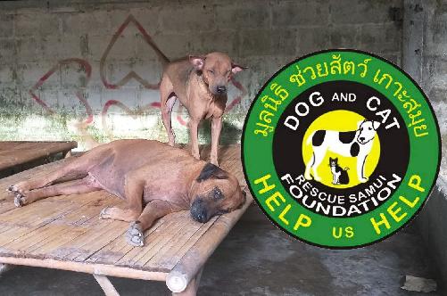 Bild Umfassende Frsorge: Dog and Cat Rescue Samui Foundation