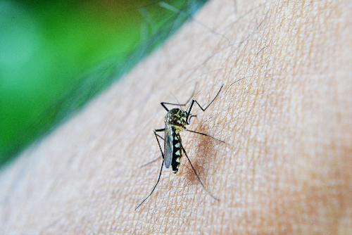 Warnung vor Dengue-Fieber - Reisenews Thailand - Bild 1