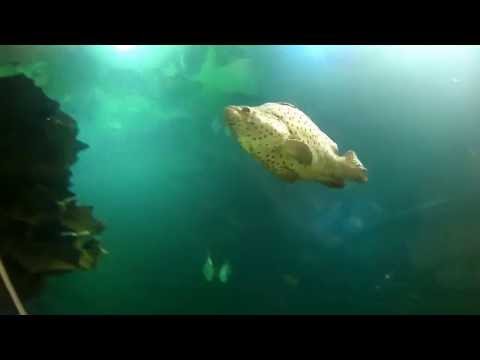 Aquarium im Chiang Mai Zoo - Chiang Mai Video
