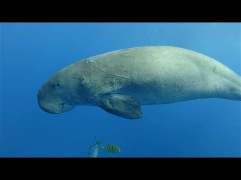 Start Video Dugongs - 5 verblffende Fakten 