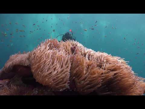 Start Video Eindrucksvolle Fischschwrme am Sail Rock Samui Tauchen + Schnorcheln