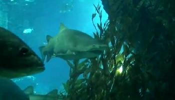 Siam Paragon Aquarium - Bangkok Video