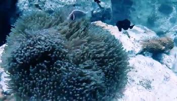 Koh Chang Scuba Diving - Koh Chang Video
