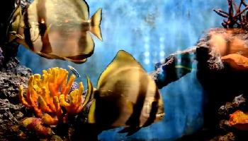Phuket Aquarium (HD) - Phuket Video