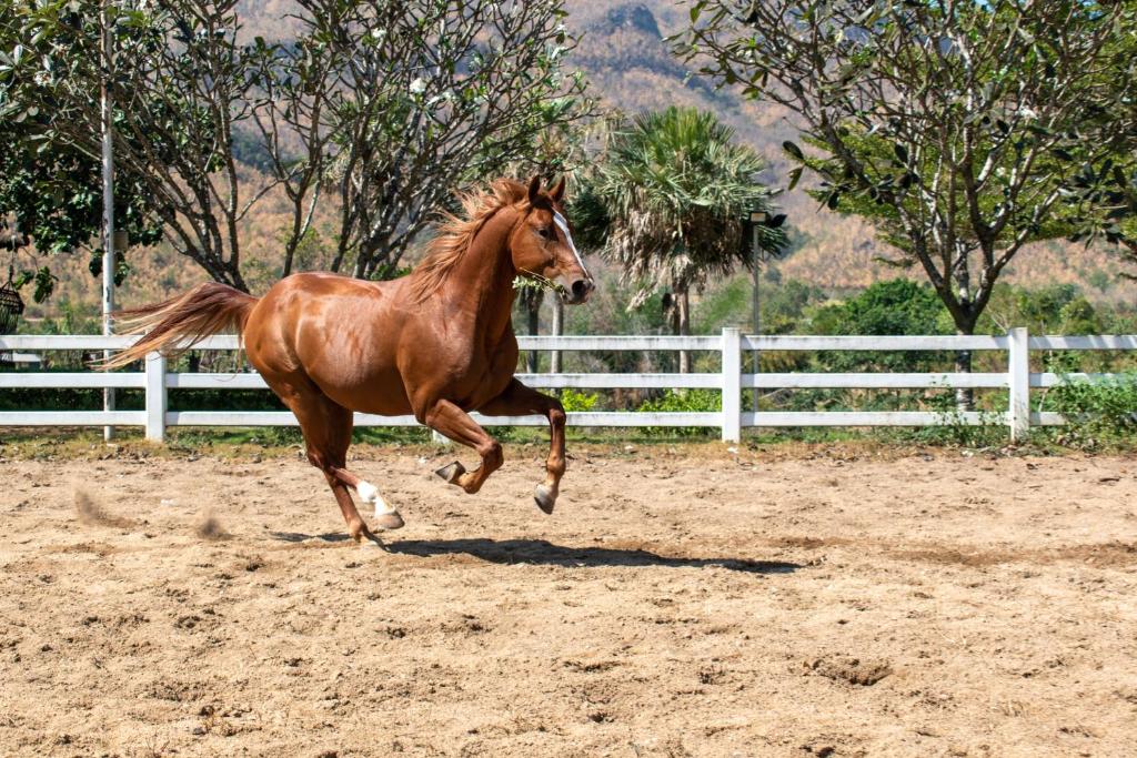 Chaowanat Horse Farm Resort