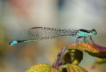 Benjakitti Park - Wilde Natur - Bild 6