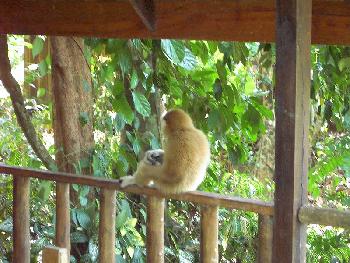 Am Khao Sok River - Bild 10