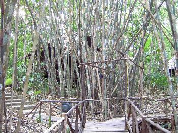 Am Khao Sok River - Bild 12