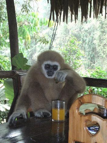 Am Khao Sok River - Bild 13