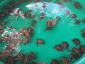 Babyschildkröten Aufzucht - Bild 1 - mit freundlicher Genehmigung von Depositphotos