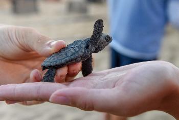 Babyschildkröten Aufzucht - Bild 2 - mit freundlicher Genehmigung von Depositphotos