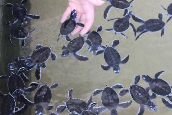 Babyschildkröten Aufzucht - Bild 3 - mit freundlicher Genehmigung von Depositphotos