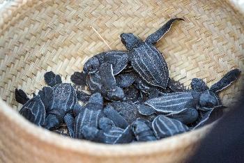 Babyschildkröten Aufzucht - Bild 4 - mit freundlicher Genehmigung von Depositphotos